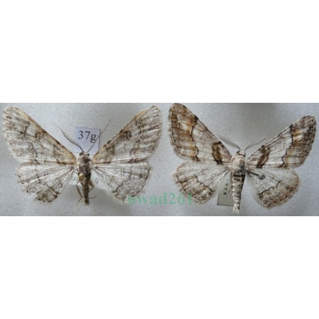 Cleora cinctaria (Denis & Schiffermüller, 1775) 2xmale Przylepek wrzosak Czech37g